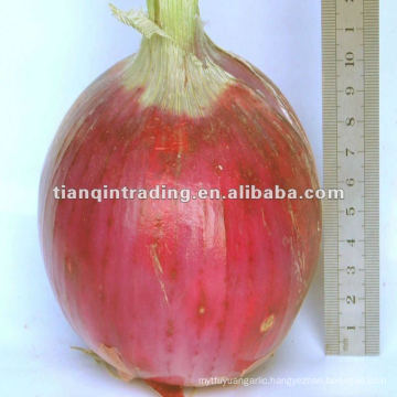 Big Frresh Onion